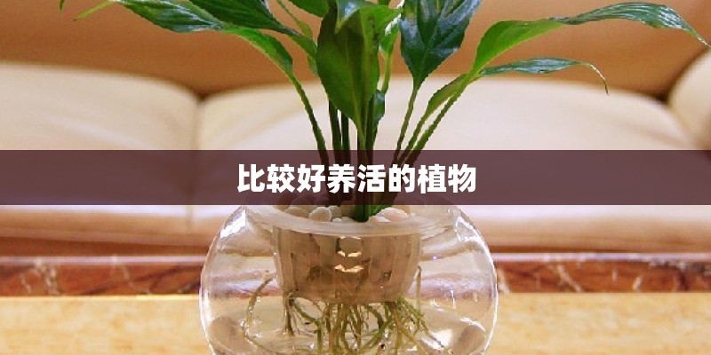 比较好养活的植物