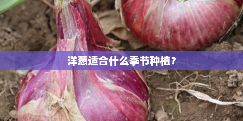 洋葱适合什么季节种植？