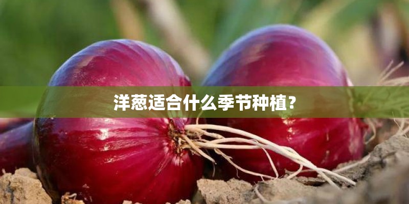 洋葱适合什么季节种植？