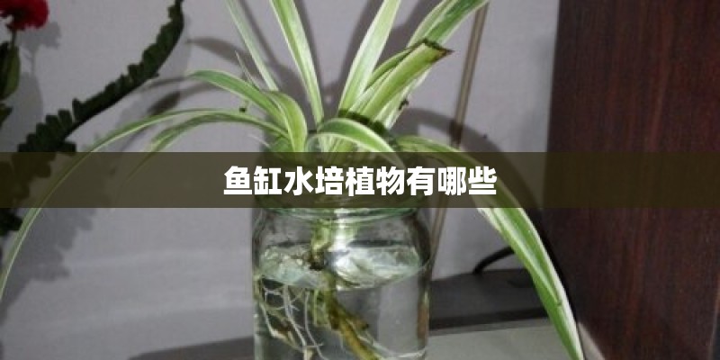 鱼缸水培植物有哪些