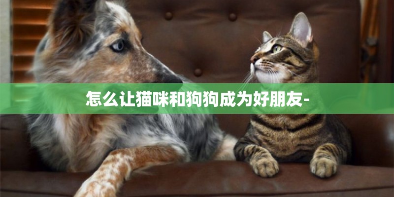 怎么让猫咪和狗狗成为好朋友-