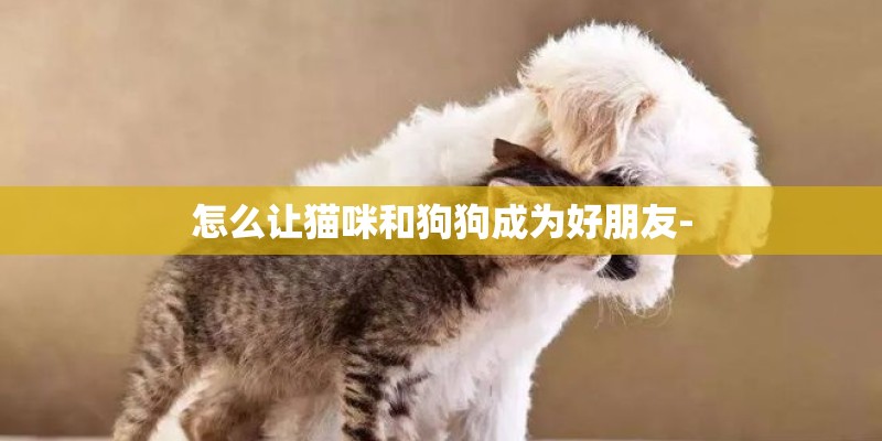 怎么让猫咪和狗狗成为好朋友-