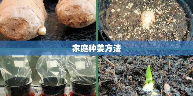 家庭种姜方法