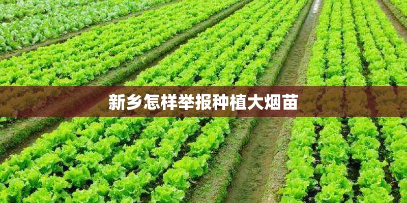 新乡怎样举报种植大烟苗