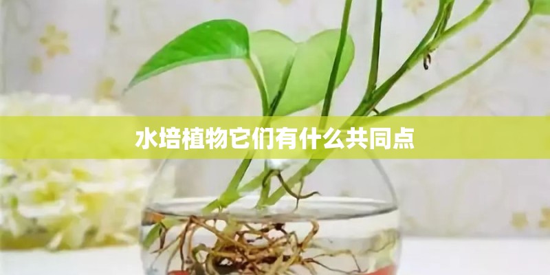 水培植物它们有什么共同点