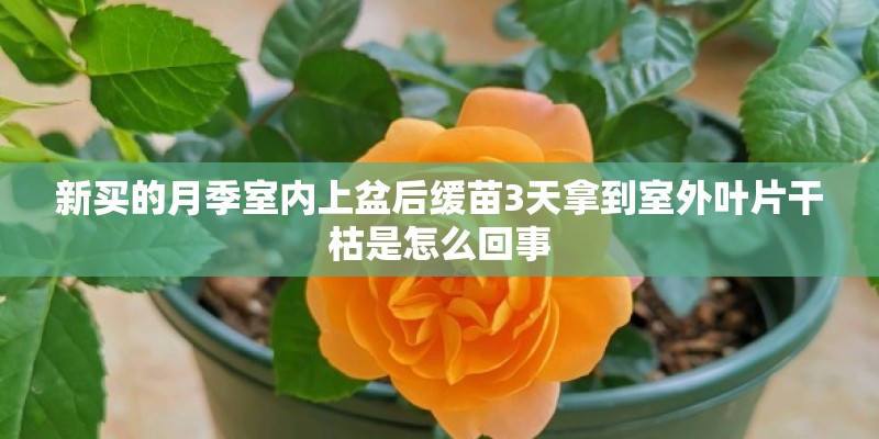 新买的月季室内上盆后缓苗3天拿到室外叶片干枯是怎么回事