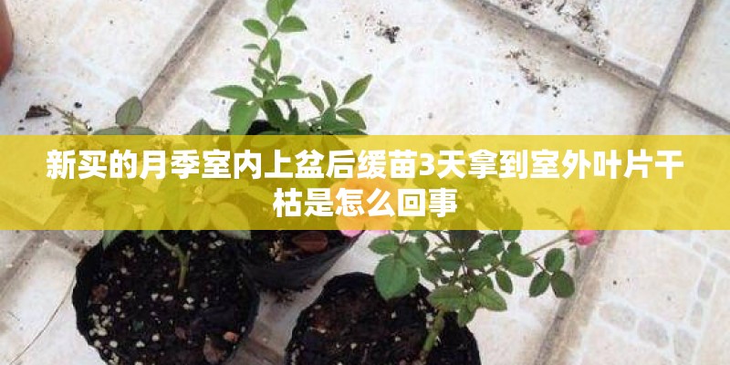 新买的月季室内上盆后缓苗3天拿到室外叶片干枯是怎么回事