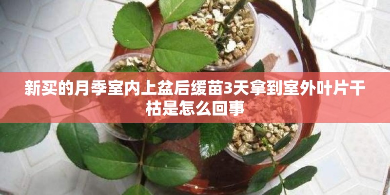 新买的月季室内上盆后缓苗3天拿到室外叶片干枯是怎么回事