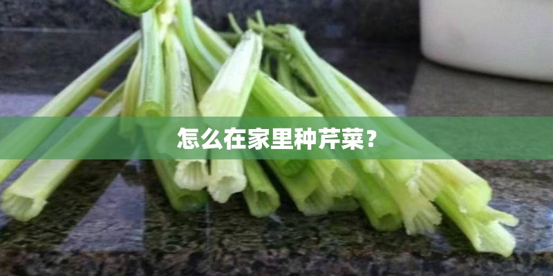 怎么在家里种芹菜? 怎么在家里种芹菜?