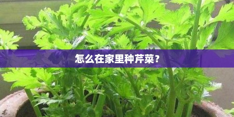 怎么在家里种芹菜? 怎么在家里种芹菜?