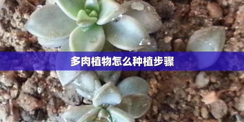 多肉植物怎么种植步骤