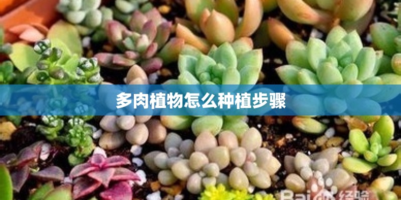 多肉植物怎么种植步骤