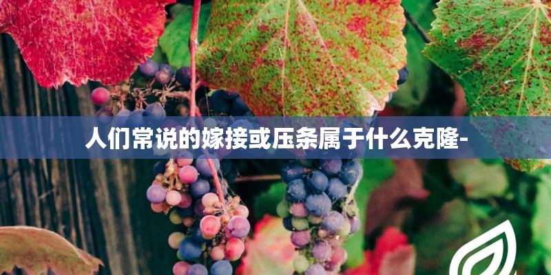 人们常说的嫁接或压条属于什么克隆-