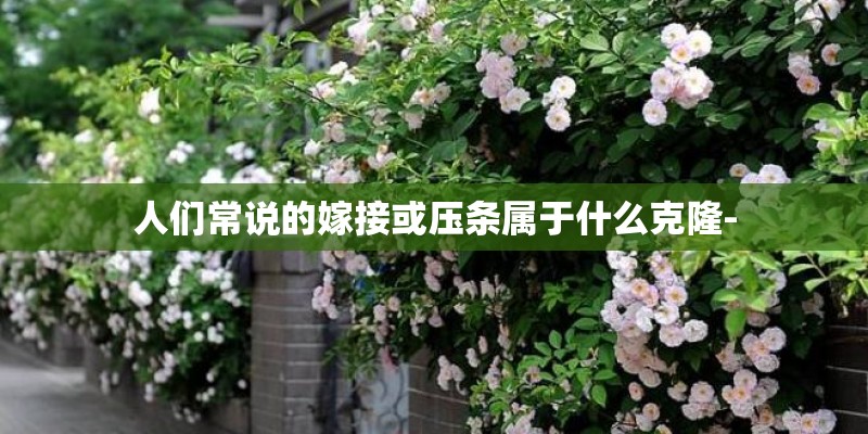 人们常说的嫁接或压条属于什么克隆-