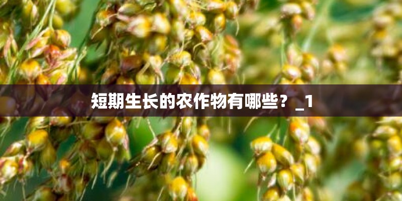 短期生长的农作物有哪些？_1