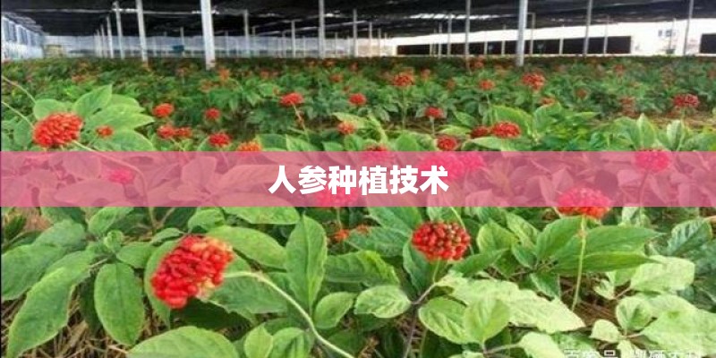 人参种植技术