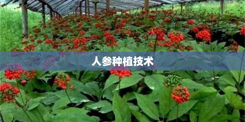 人参种植技术