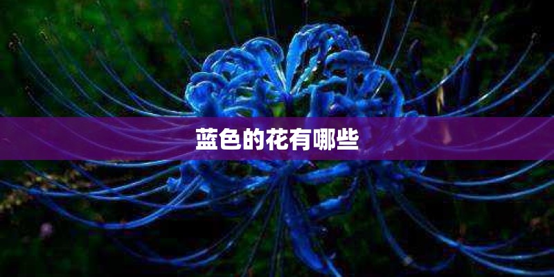 蓝色的花有哪些