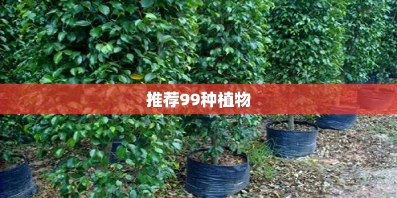 推荐99种植物