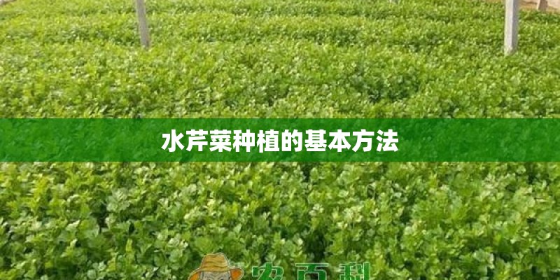 水芹菜种植的基本方法