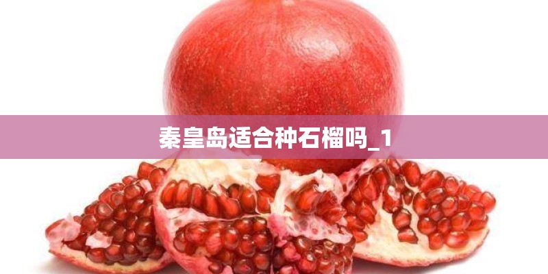 秦皇岛适合种石榴吗_1