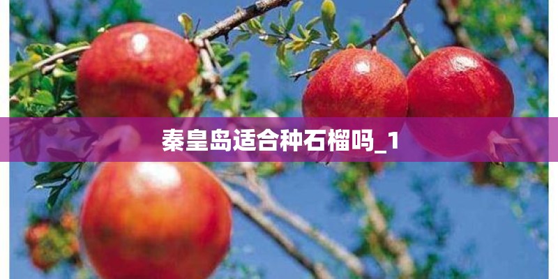 秦皇岛适合种石榴吗_1