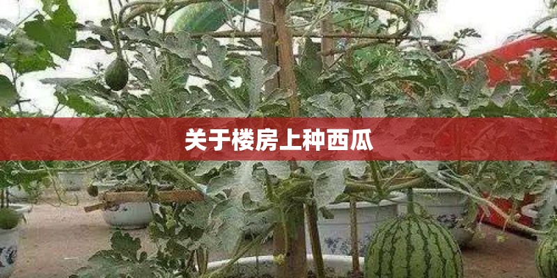 关于楼房上种西瓜