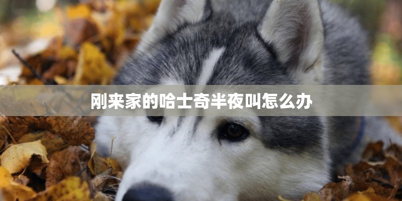 刚来家的哈士奇半夜叫怎么办