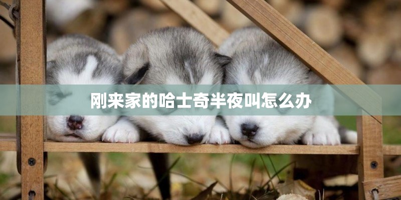 刚来家的哈士奇半夜叫怎么办