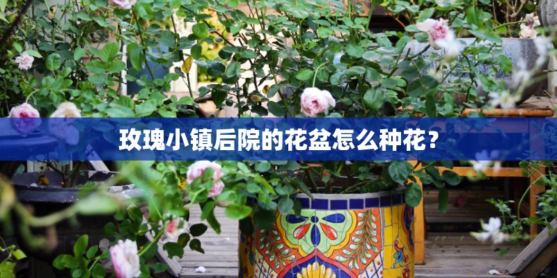 玫瑰小镇后院的花盆怎么种花？