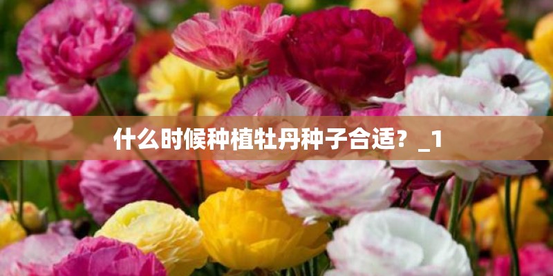 什么时候种植牡丹种子合适？_1