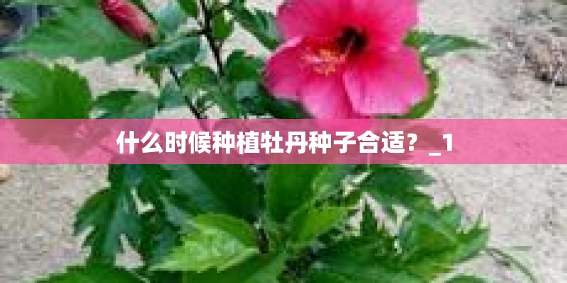 什么时候种植牡丹种子合适？_1