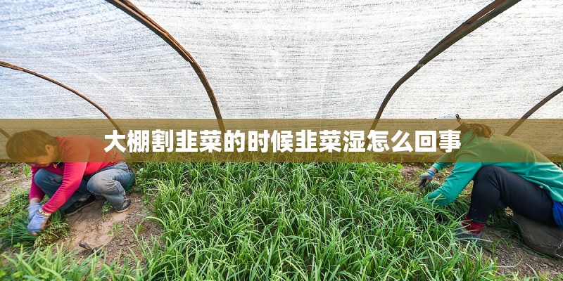 大棚割韭菜的时候韭菜湿怎么回事
