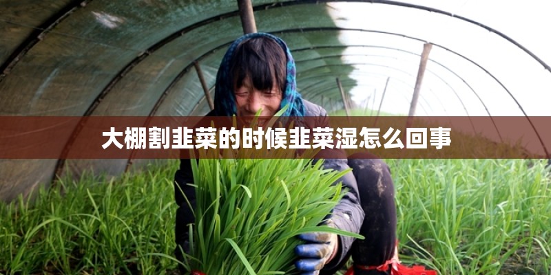大棚割韭菜的时候韭菜湿怎么回事