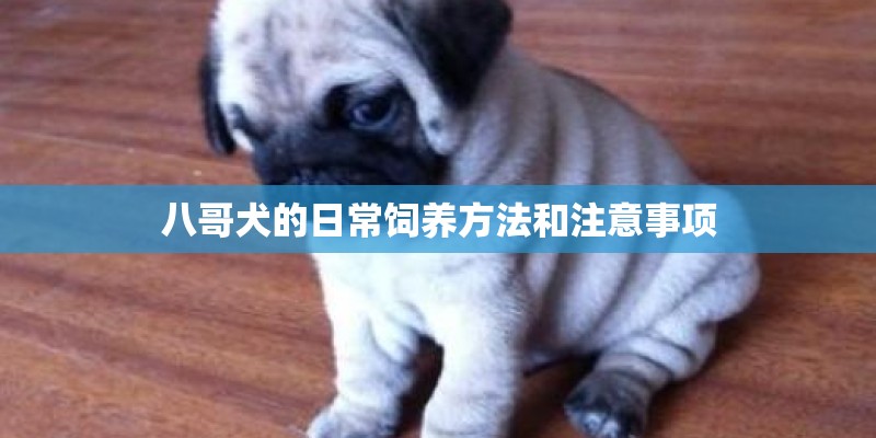 八哥犬的日常饲养方法和注意事项