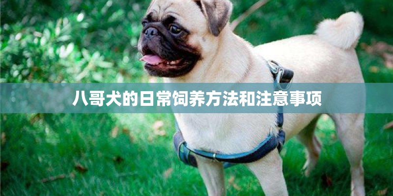 八哥犬的日常饲养方法和注意事项