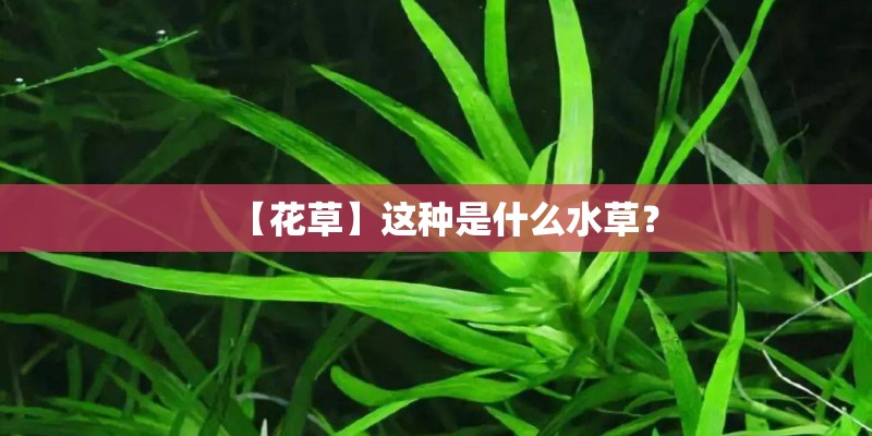 【花草】这种是什么水草？