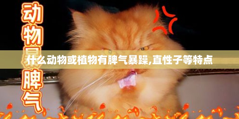 什么动物或植物有脾气暴躁,直性子等特点