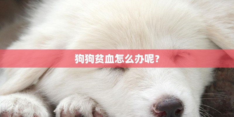 狗狗贫血怎么办呢？