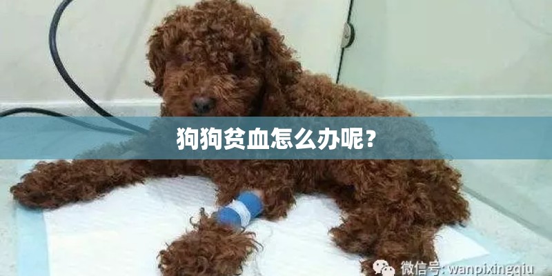 狗狗贫血怎么办呢？