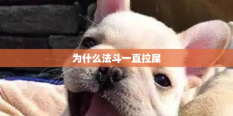 为什么法斗一直拉屎