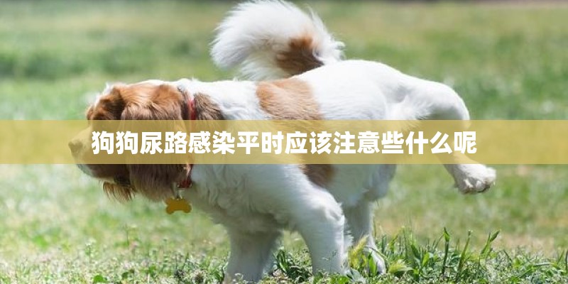 狗狗尿路感染平时应该注意些什么呢