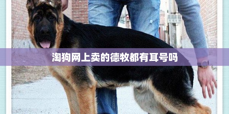 淘狗网上卖的德牧都有耳号吗