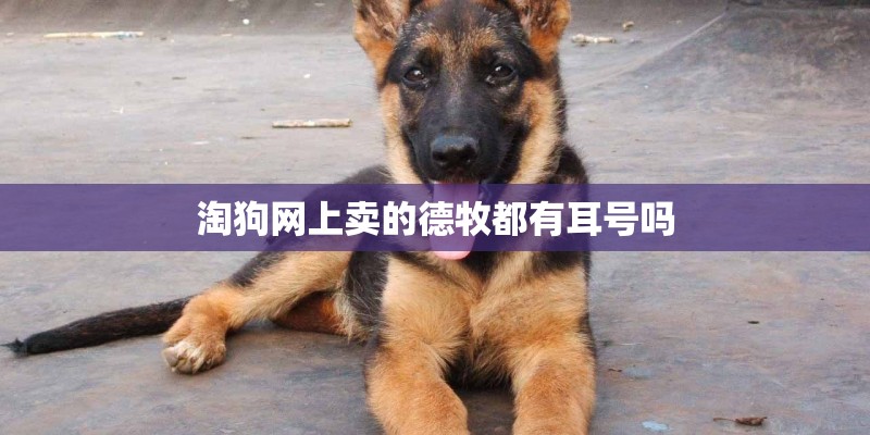 淘狗网上卖的德牧都有耳号吗