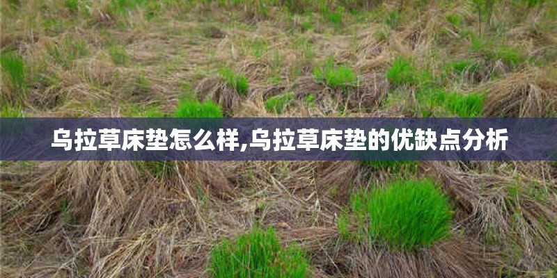 乌拉草床垫怎么样,乌拉草床垫的优缺点分析