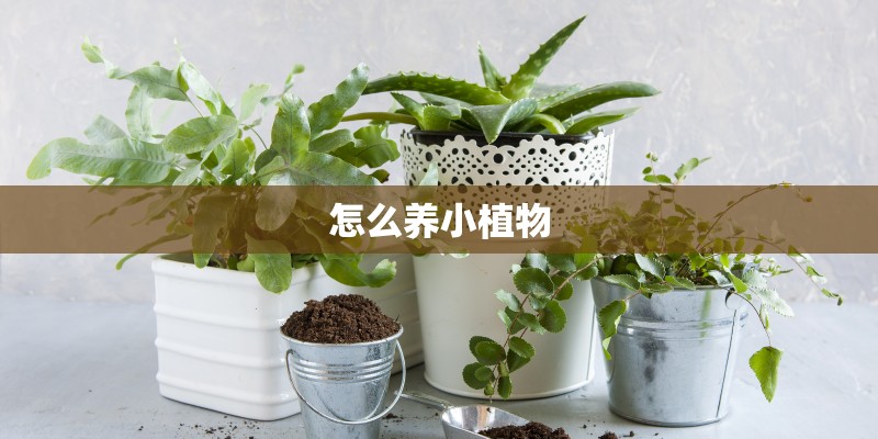 怎么养小植物