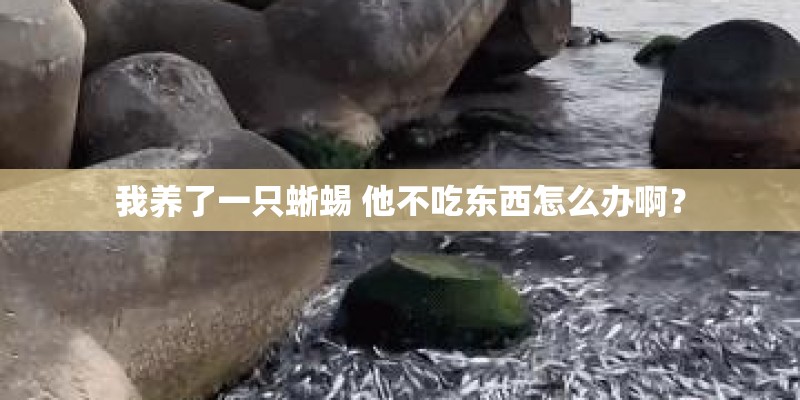我养了一只蜥蜴 他不吃东西怎么办啊？