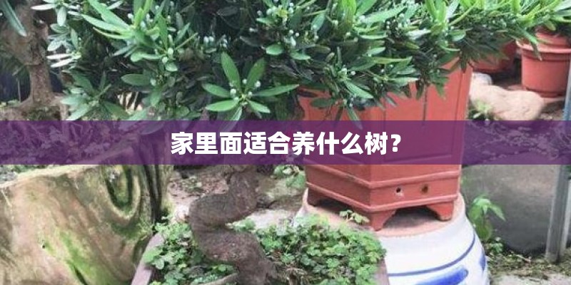 家里面适合养什么树？