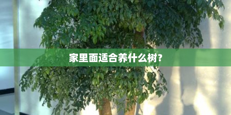 家里面适合养什么树？