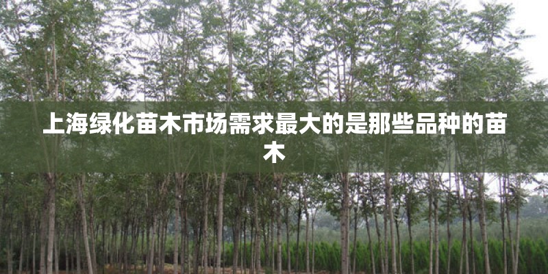 上海绿化苗木市场需求最大的是那些品种的苗木